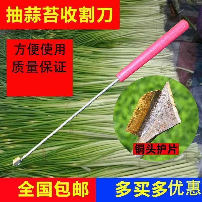 抽蒜苔剥蒜苔打蒜台的工具划蒜苔快速拔剔蒜薹提摘蒜苔收