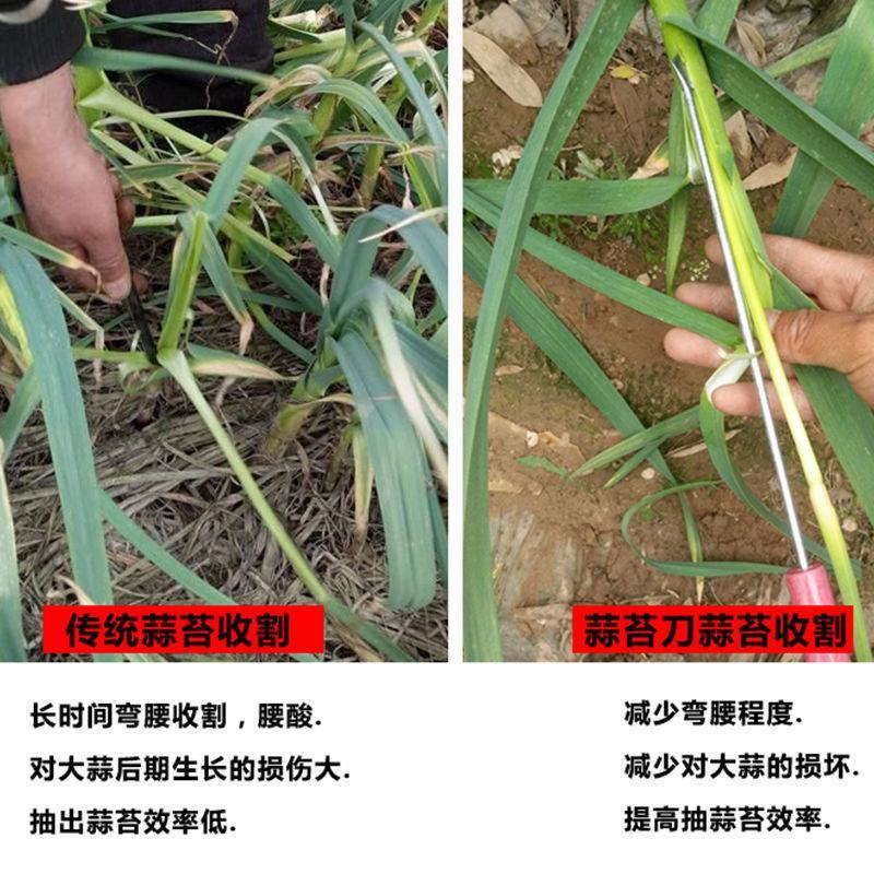 抽蒜苔剥蒜苔打蒜台的工具划蒜苔快速拔剔蒜薹提摘蒜苔收