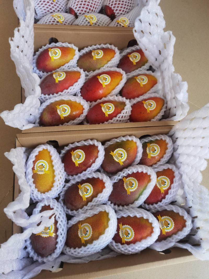 【精品】三亚精品树上熟贵妃芒，产地直发看到的就是收到的