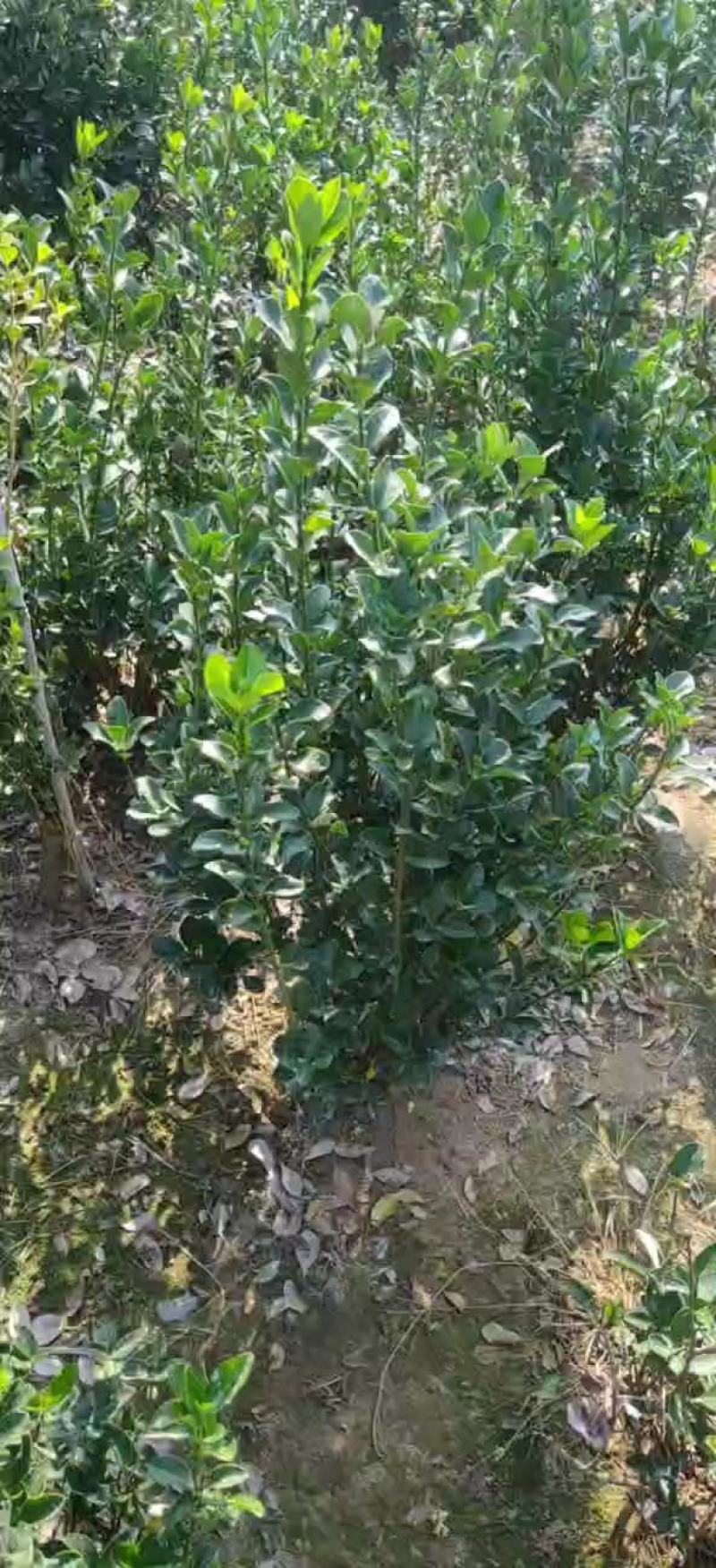 高度60厘米大叶黄叶球