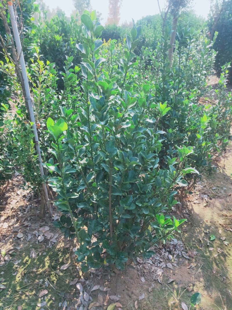高度60厘米大叶黄叶球