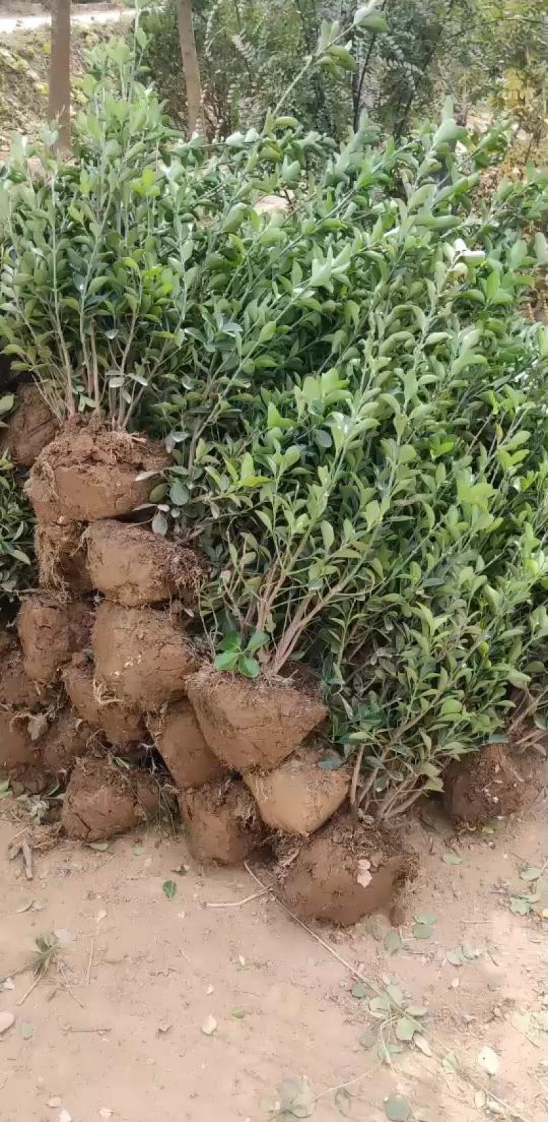 高度60厘米大叶黄叶球