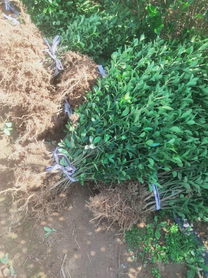 大叶黄杨苗基地货源40厘米左右可视频看货欢迎采购