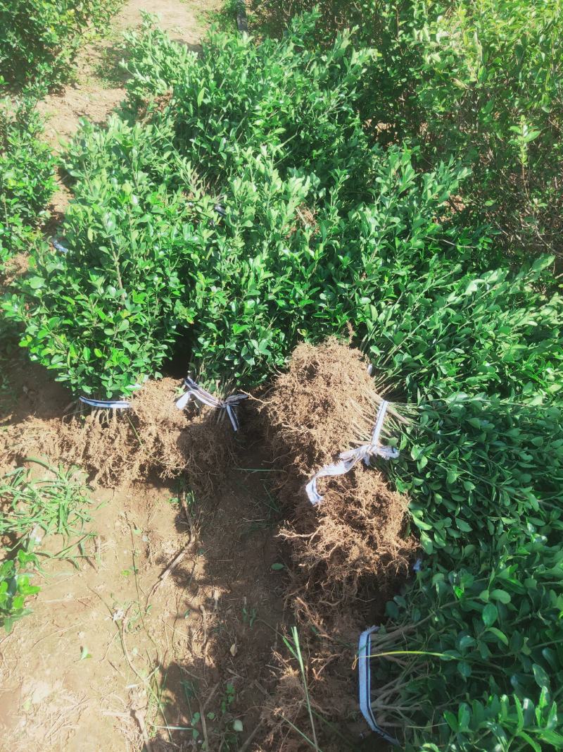 大叶黄杨苗基地货源40厘米左右可视频看货欢迎采购