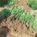 大叶黄杨苗基地货源40厘米左右可视频看货欢迎采购