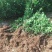 大叶黄杨苗基地货源40厘米左右可视频看货欢迎采购