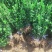 大叶黄杨苗基地货源40厘米左右可视频看货欢迎采购