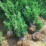 大叶黄杨苗基地货源40厘米左右可视频看货欢迎采购