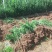 大叶黄杨苗基地货源40厘米左右可视频看货欢迎采购