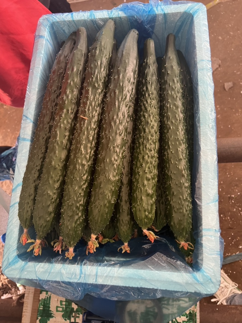 寿光密刺黄瓜，货源充足稳定，欢迎选购看货方便交通便利