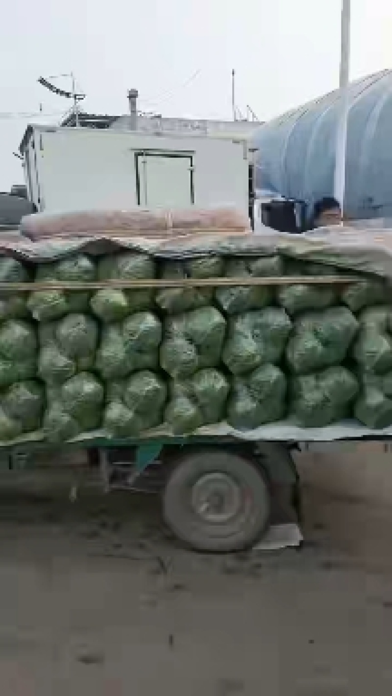 邯郸，精品甘蓝大量上市，发往全国量大从优一手货源，可视频