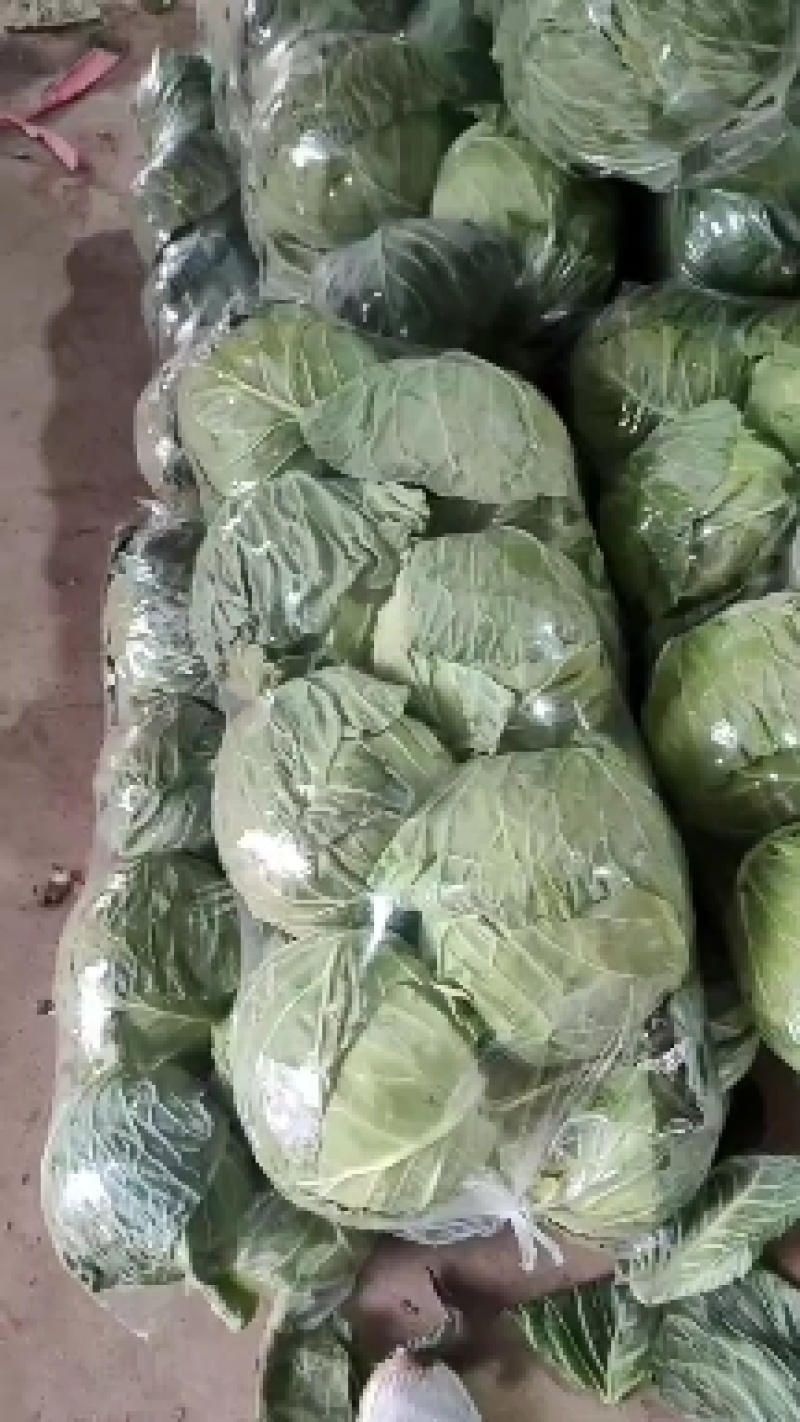 邯郸，精品甘蓝大量上市，发往全国量大从优一手货源，可视频