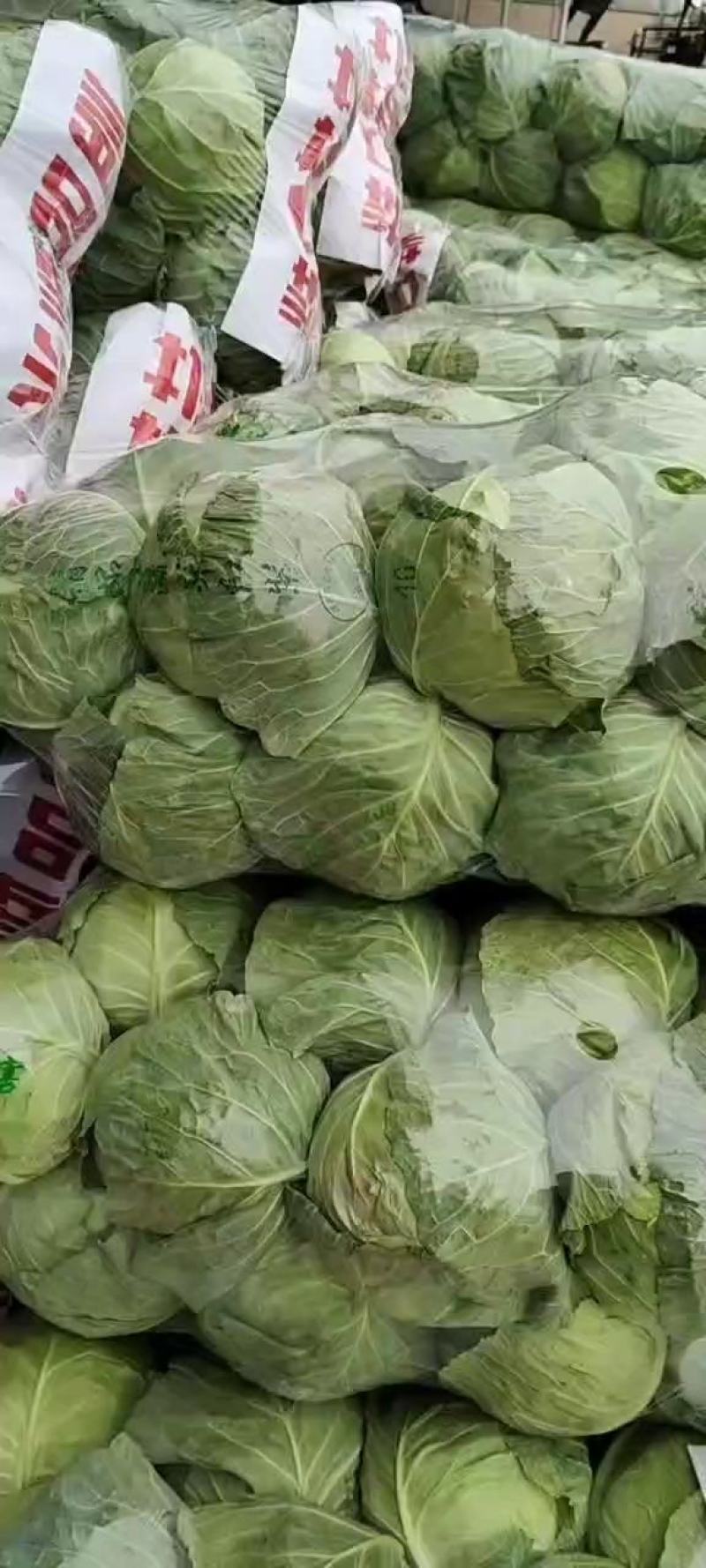 邯郸，精品甘蓝大量上市，发往全国量大从优一手货源，可视频