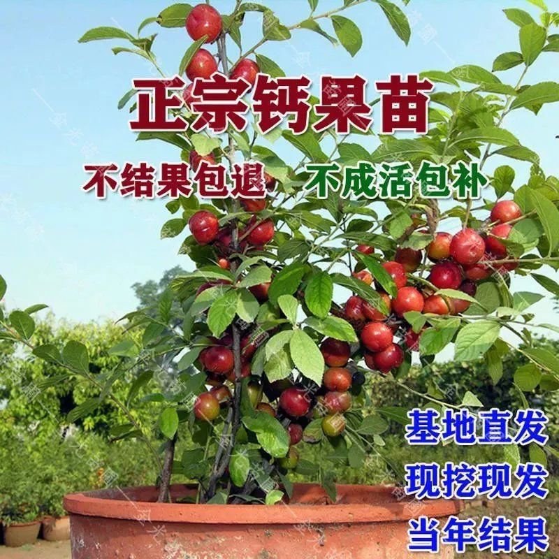 【促销】农大系列钙果苗，农大6号8号10号钙果苗量大从优