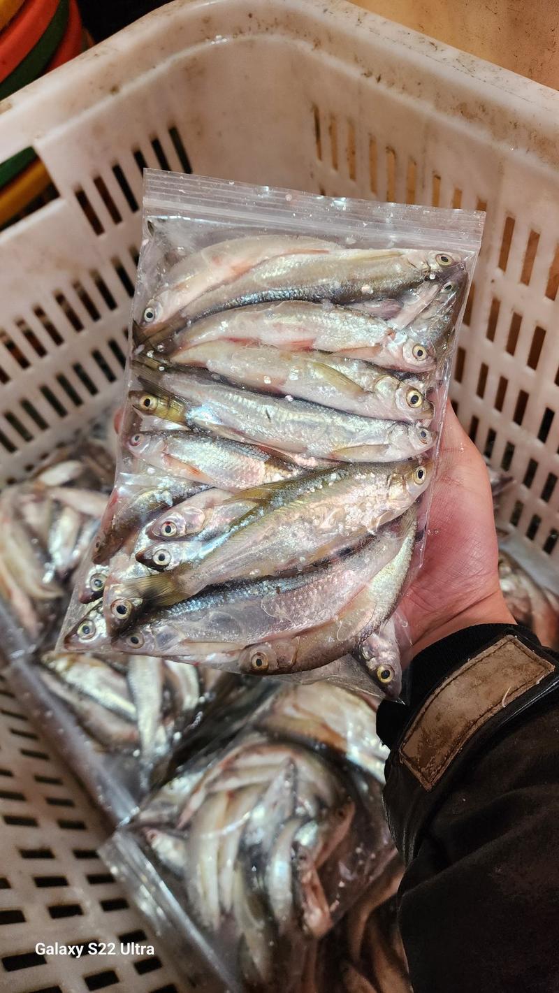 李芹活鱼大量供应川条鱼/白条鱼一斤一包河鱼冷链包邮