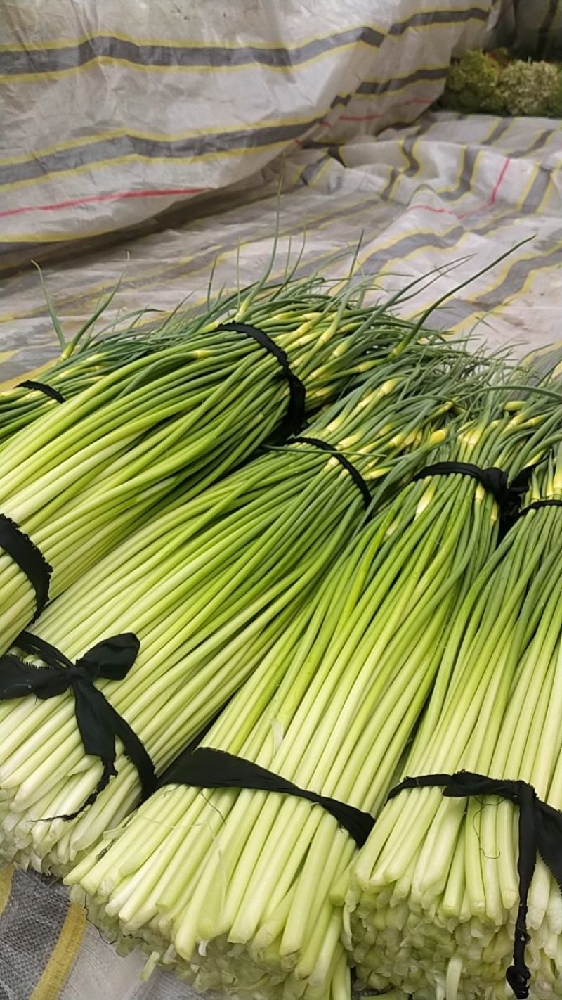 白帽蒜苔新蒜苔，价格随行，这几天偏高，需要的老板请联系