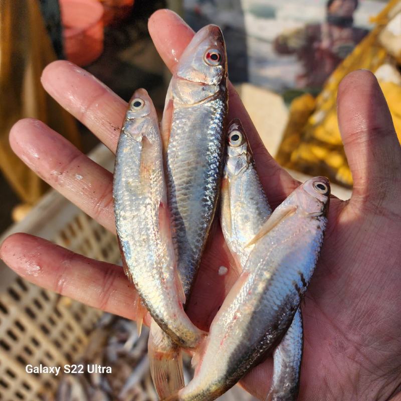 李芹活鱼白条鱼/餐条鱼/川条鱼顺丰包邮支持一件代发