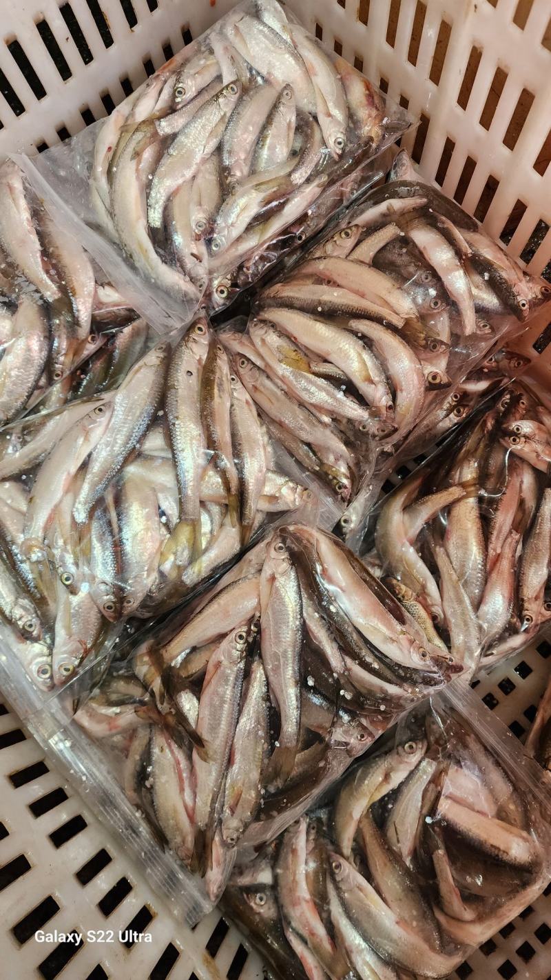 李芹活鱼白条鱼/餐条鱼/川条鱼顺丰包邮支持一件代发
