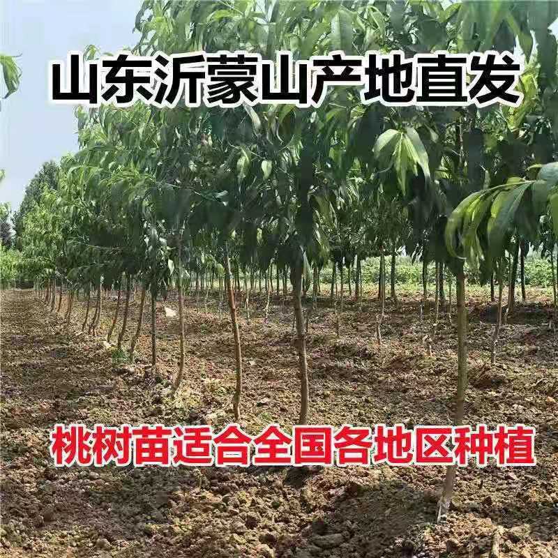 早熟春雪桃树苗嫁接桃树苗新品种特甜桃子树苗南北方种植当年