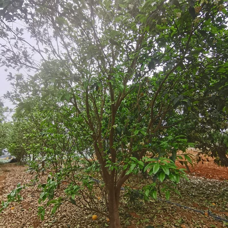 果树清苗，桂七芒果树，杨桃树，紫荆，六旺树清理，有意联系