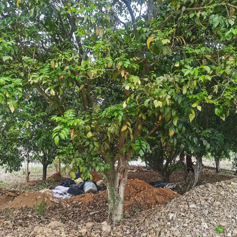 果树清苗，桂七芒果树，杨桃树，紫荆，六旺树清理，有意联系