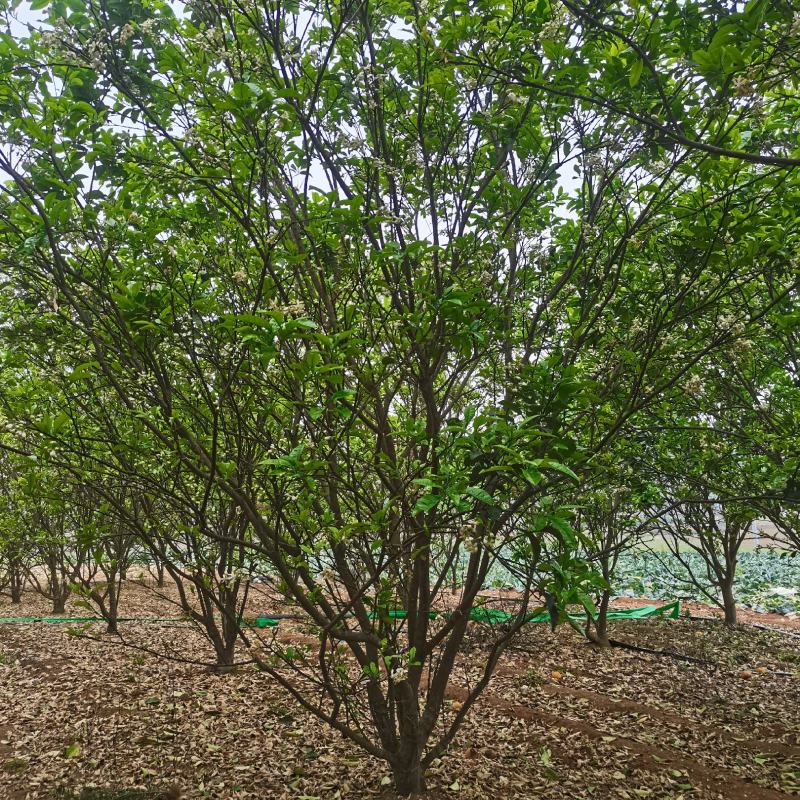 果树清苗，桂七芒果树，杨桃树，紫荆，六旺树清理，有意联系