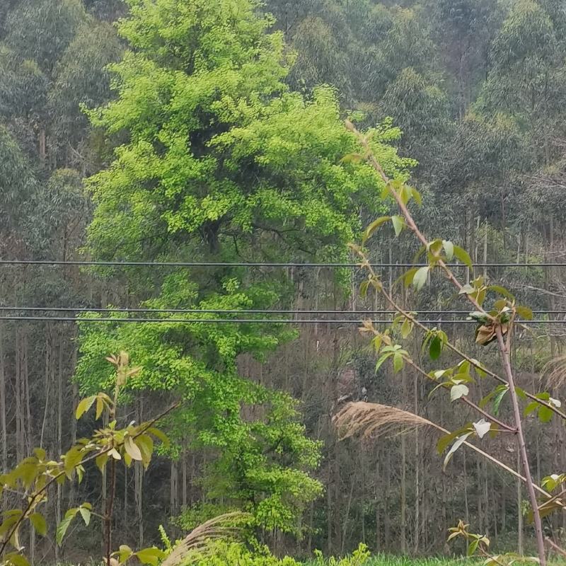 果树清苗，桂七芒果树，杨桃树，紫荆，六旺树清理，有意联系