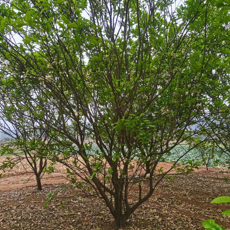 果树清苗，桂七芒果树，杨桃树，紫荆，六旺树清理，有意联系