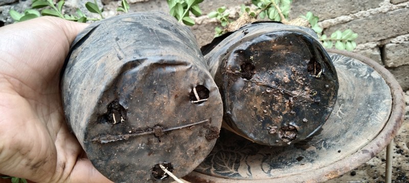 两颗黄杨熟桩一起出，图片为同棵树的多个面拍摄，包邮出，