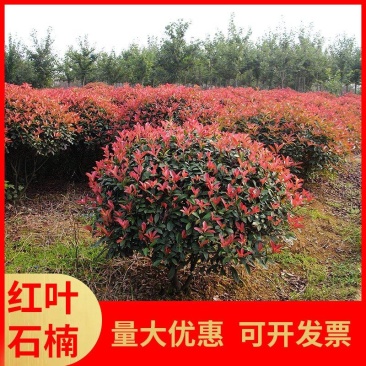 江苏红叶石楠绿化苗木量大从优欢迎各位老板联系洽谈