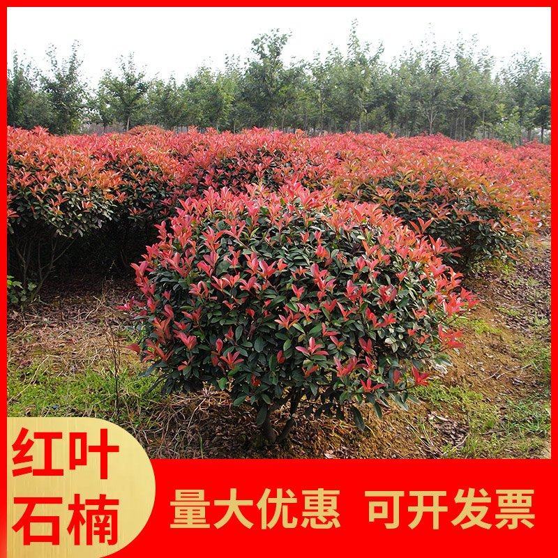 江苏红叶石楠绿化苗木量大从优欢迎各位老板联系洽谈