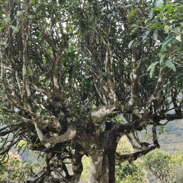 云南普洱墨江景星凤凰山古树茶头春