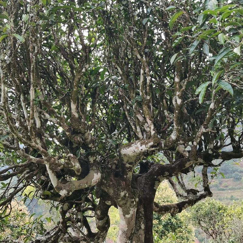 云南普洱墨江景星凤凰山古树茶头春