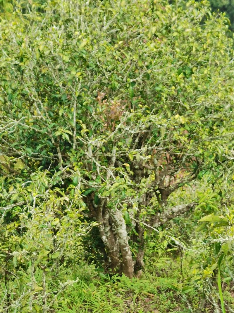 云南普洱墨江景星凤凰山古树茶头春