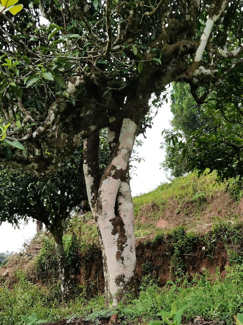 云南普洱墨江景星凤凰山古树茶头春