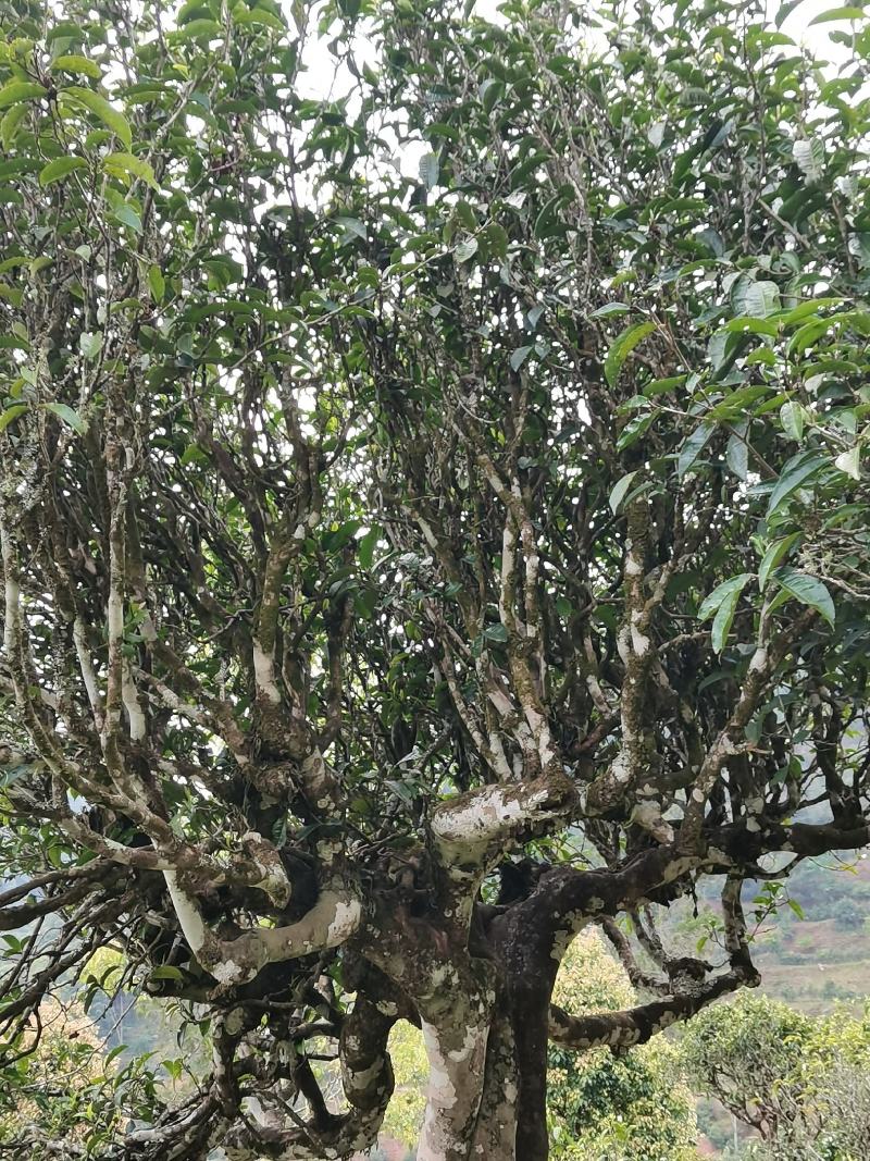 云南普洱墨江景星凤凰山古树茶头春