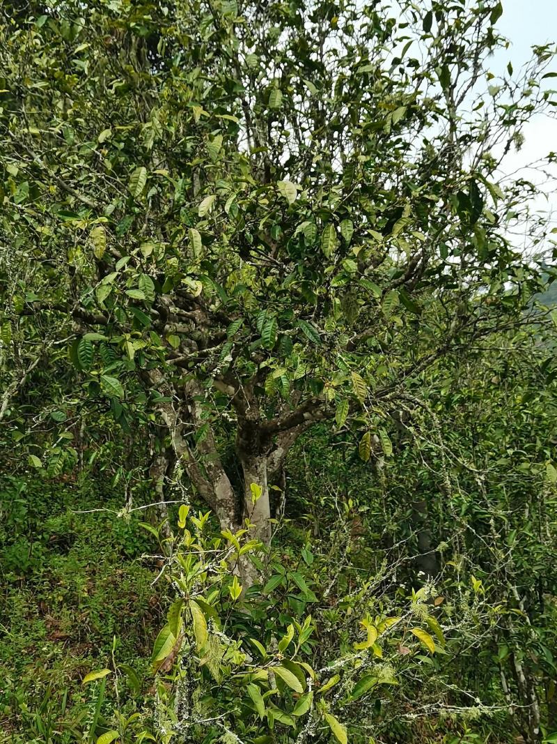云南普洱墨江景星凤凰山古树茶头春