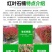 江苏红叶石楠绿化苗木量大从优欢迎各位老板联系洽谈