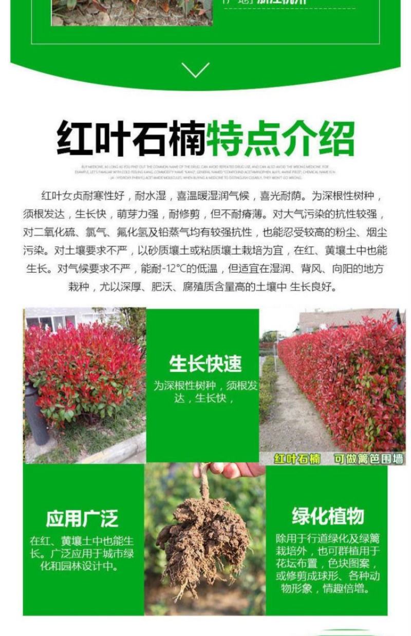 江苏红叶石楠绿化苗木量大从优欢迎各位老板联系洽谈