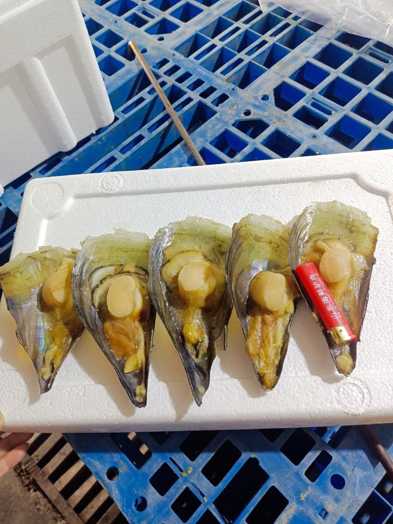 半壳带子，天然海鲜