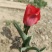 郁金香郁金香花海郁金香种植基地郁金香批发