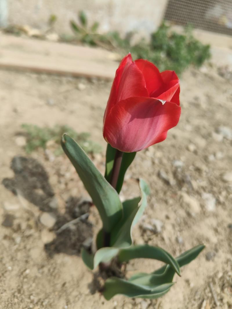 郁金香郁金香花海郁金香种植基地郁金香批发