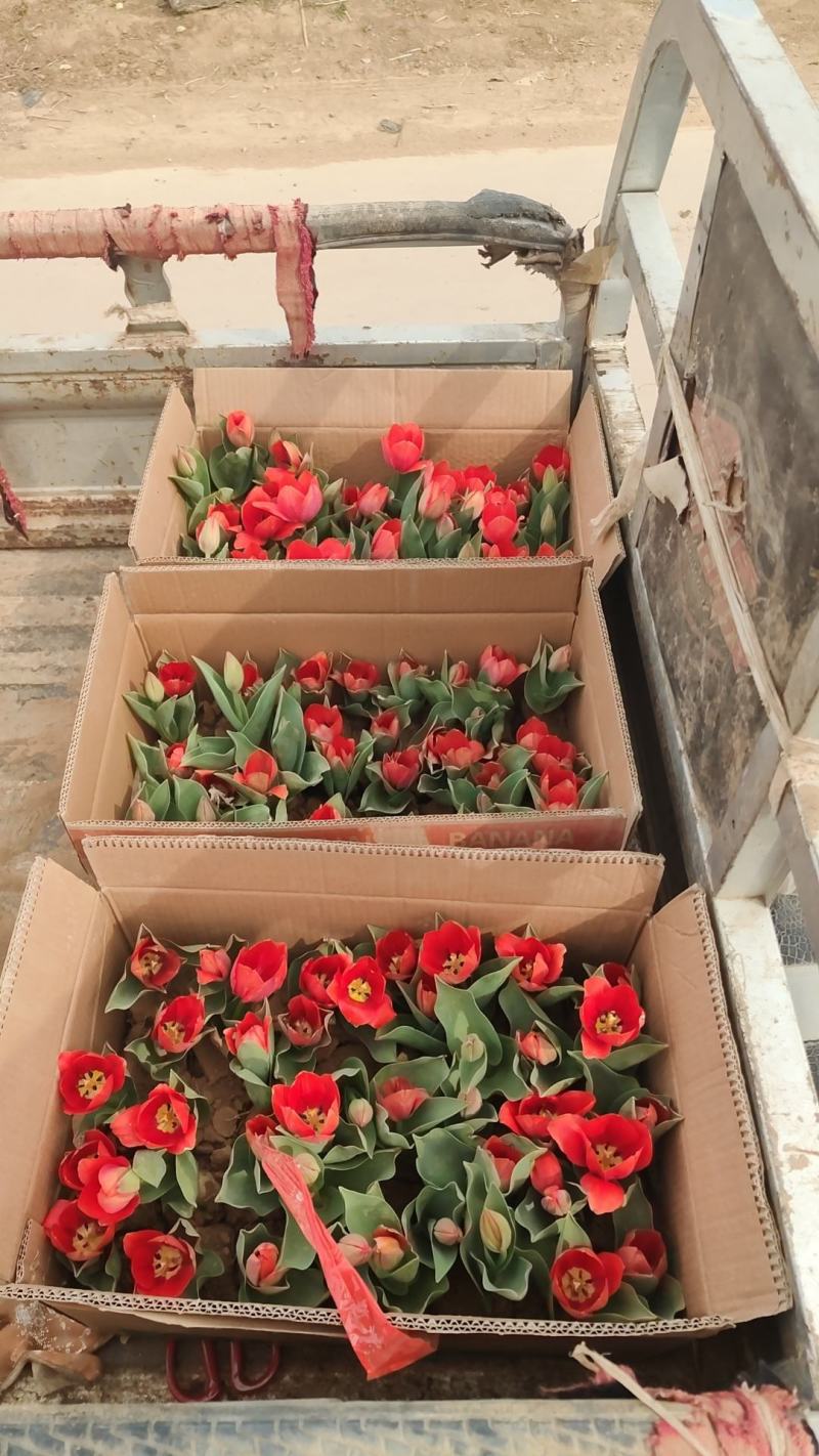 郁金香郁金香花海郁金香种植基地郁金香批发