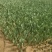 郁金香郁金香花海郁金香种植基地郁金香批发
