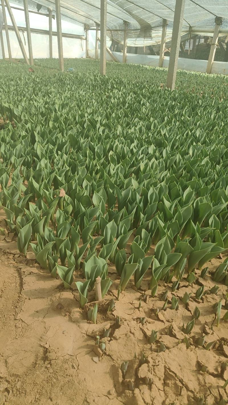 郁金香郁金香花海郁金香种植基地郁金香批发