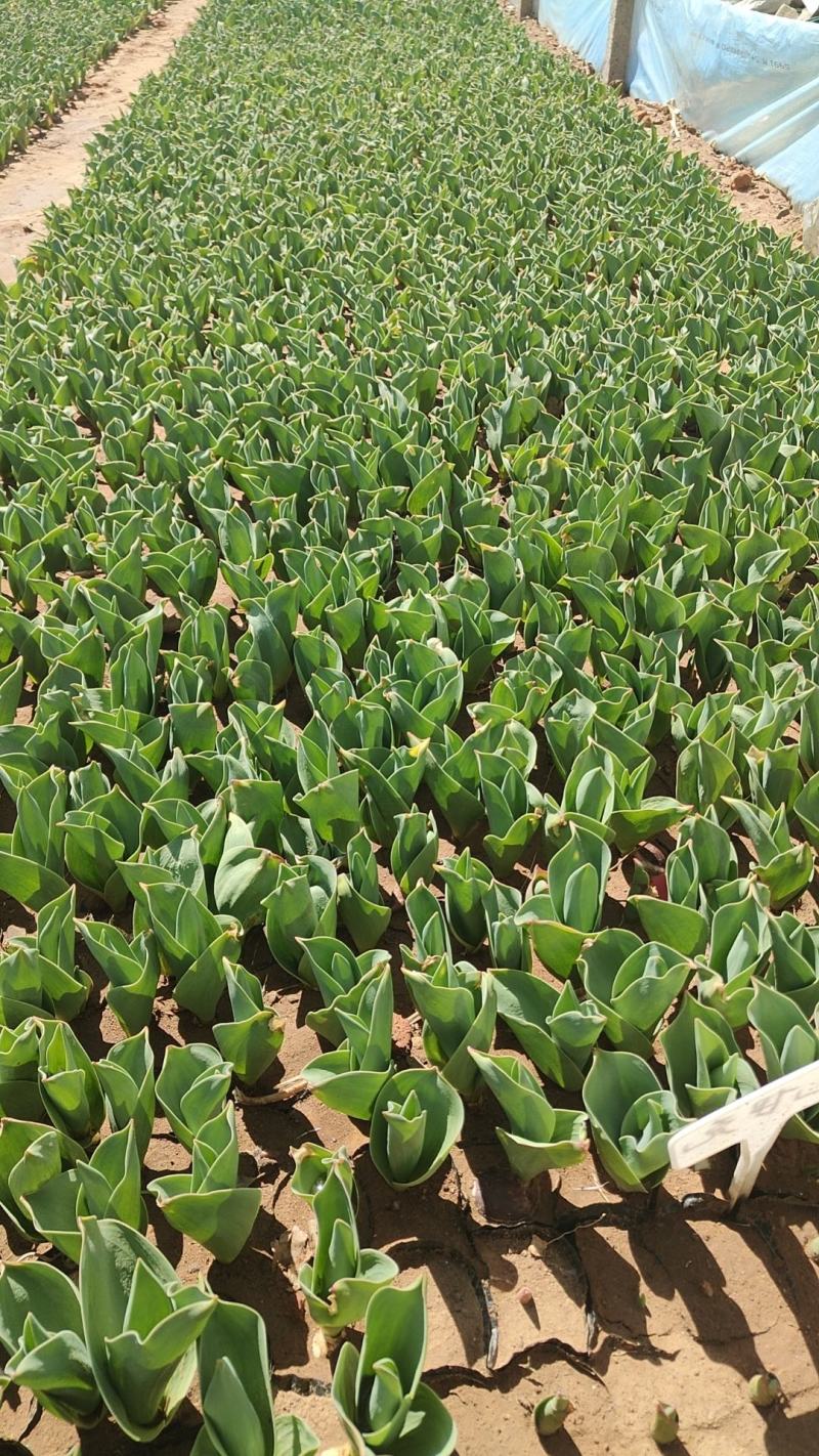 郁金香郁金香花海郁金香种植基地郁金香批发
