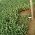 郁金香郁金香花海郁金香种植基地郁金香批发