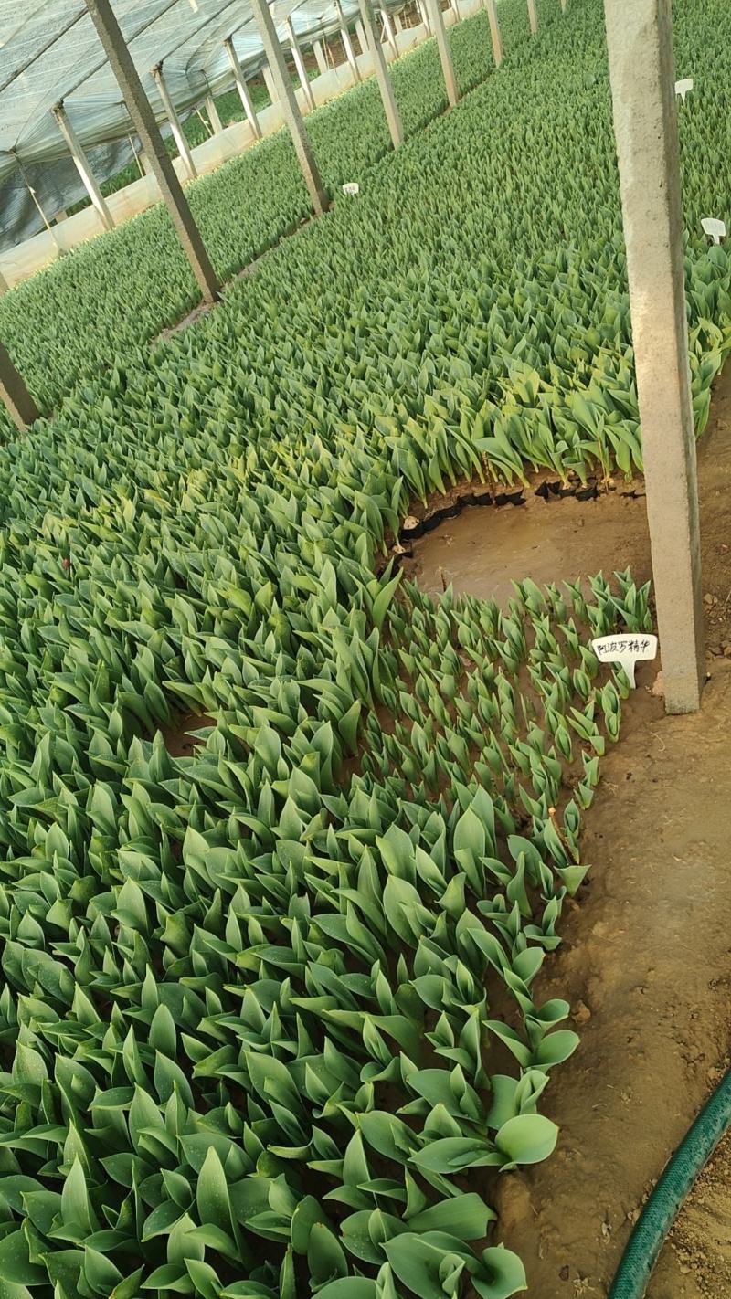 郁金香郁金香花海郁金香种植基地郁金香批发