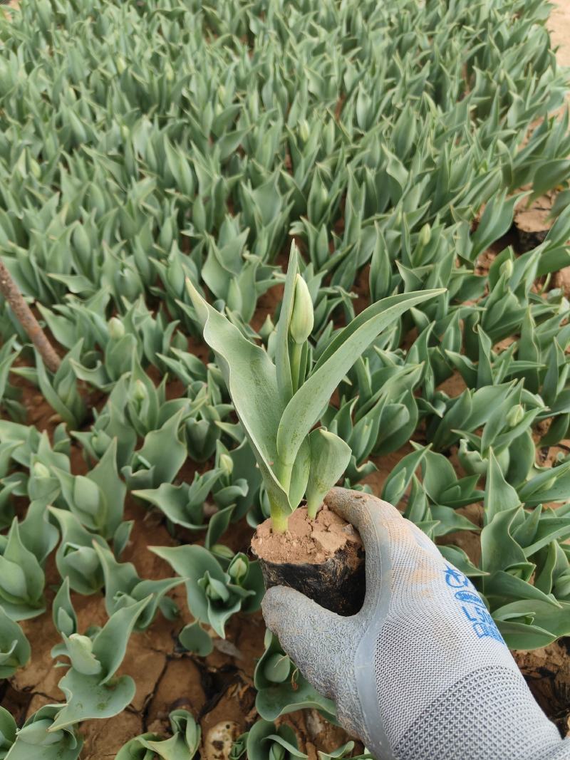 郁金香郁金香花海郁金香种植基地郁金香批发