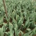 郁金香郁金香花海郁金香种植基地郁金香批发